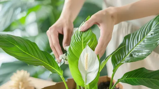 3 rzeczy, których Twój skrzydłokwiat nienawidzi. Nr 3 to "plant killer"