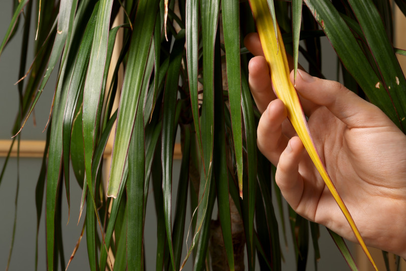 Dracena z żółknącym liściem i suchymi końcówkami