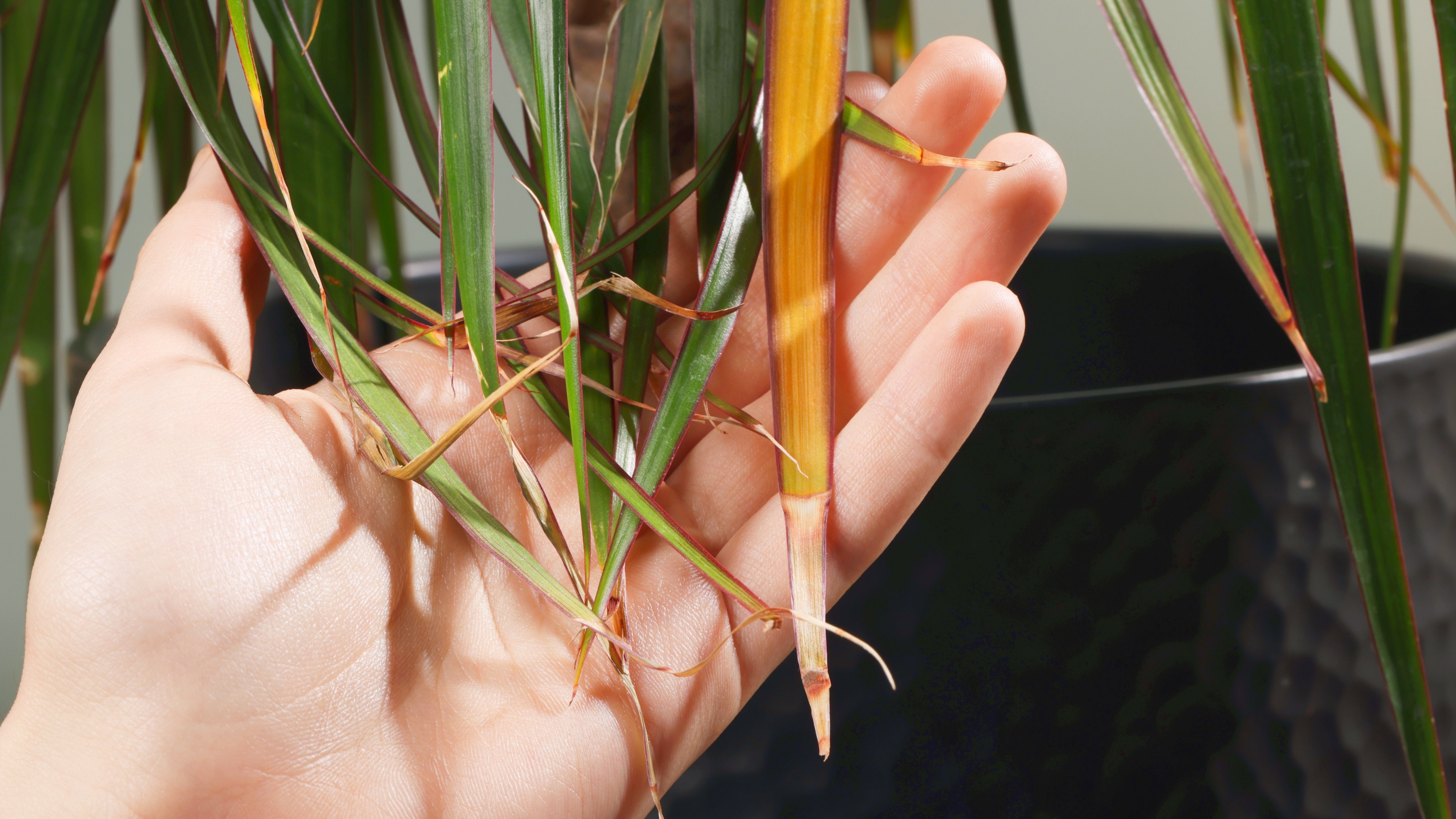 Widnca dracena: bd w pielgnacji czy choroba? Tak j uratujesz