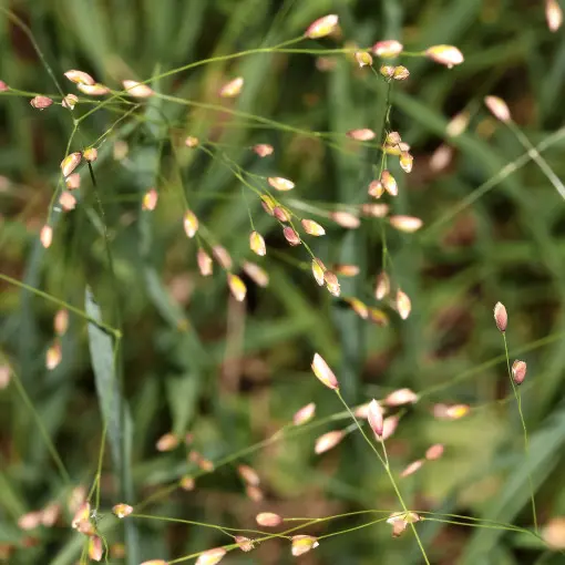 Prosownica rozpierzchła