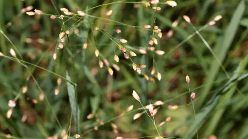 Prosownica rozpierzchła