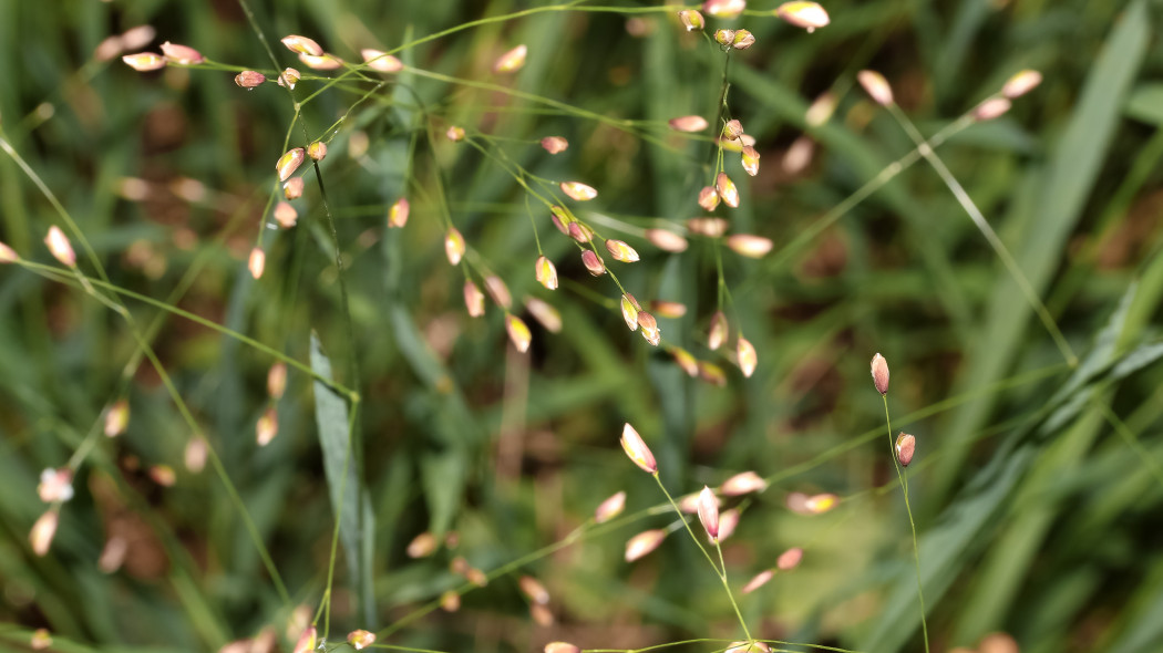 Prosownica rozpierzchła (Milium effusum)