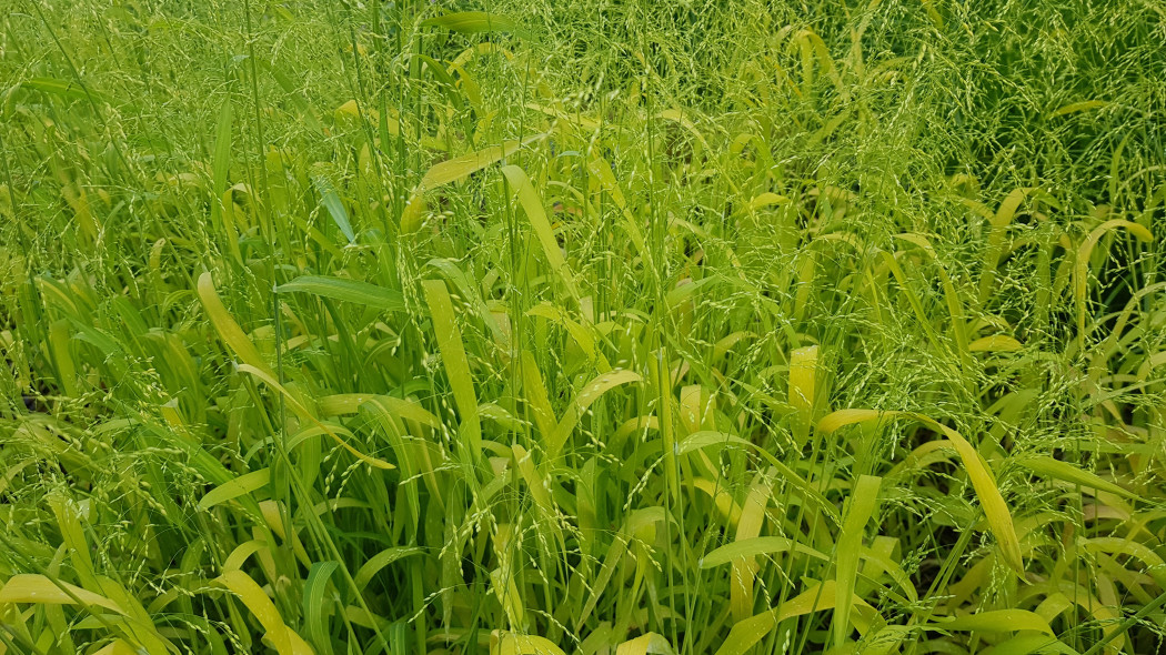 Prosownica rozpierzchła (Milium effusum)