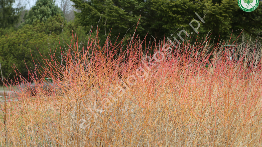 dereń świdwa (Cornus sanguinea) 'Midwinter Fire' w ogrodzie zimą