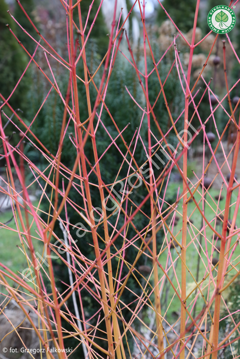 kolorowe pędy derenia świdwy (Cornus sanguinea) 'Midwinter Fire' w ogrodzie zimą