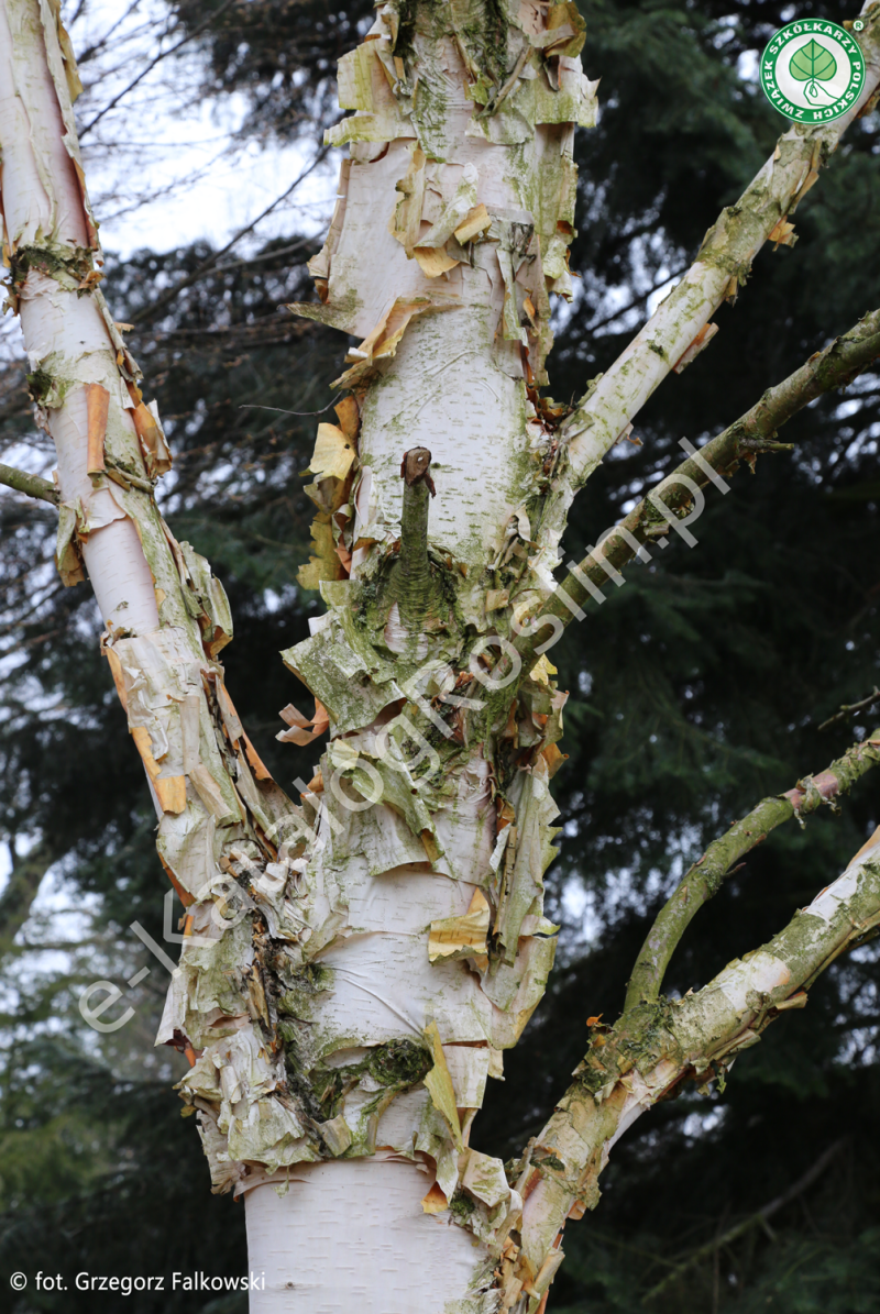 pień brzozy białej chińskiej (Betula albosinensis) Fascination latem w ogrodzie