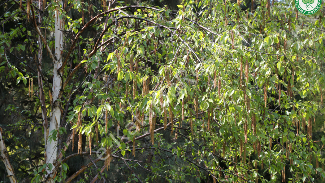 brzoza biała chińska (Betula albosinensis) Fascination latem w ogrodzie