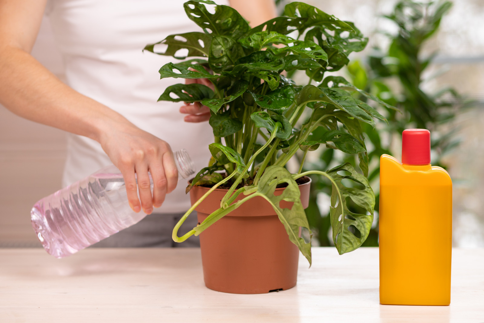 Monstera sabo ronie? Czego jej brakuje! Sprawd, jak j odywi