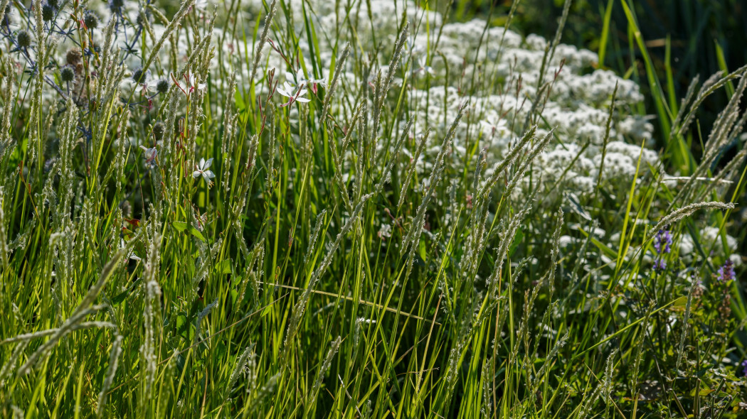 Sesleria jesienna (Sesleria autumnalis)