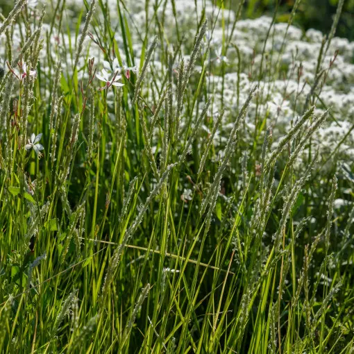 Sesleria jesienna