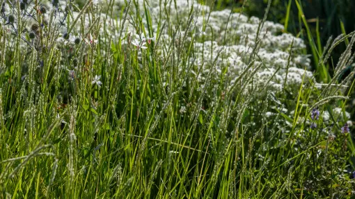 Sesleria jesienna