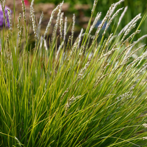 Sesleria jesienna