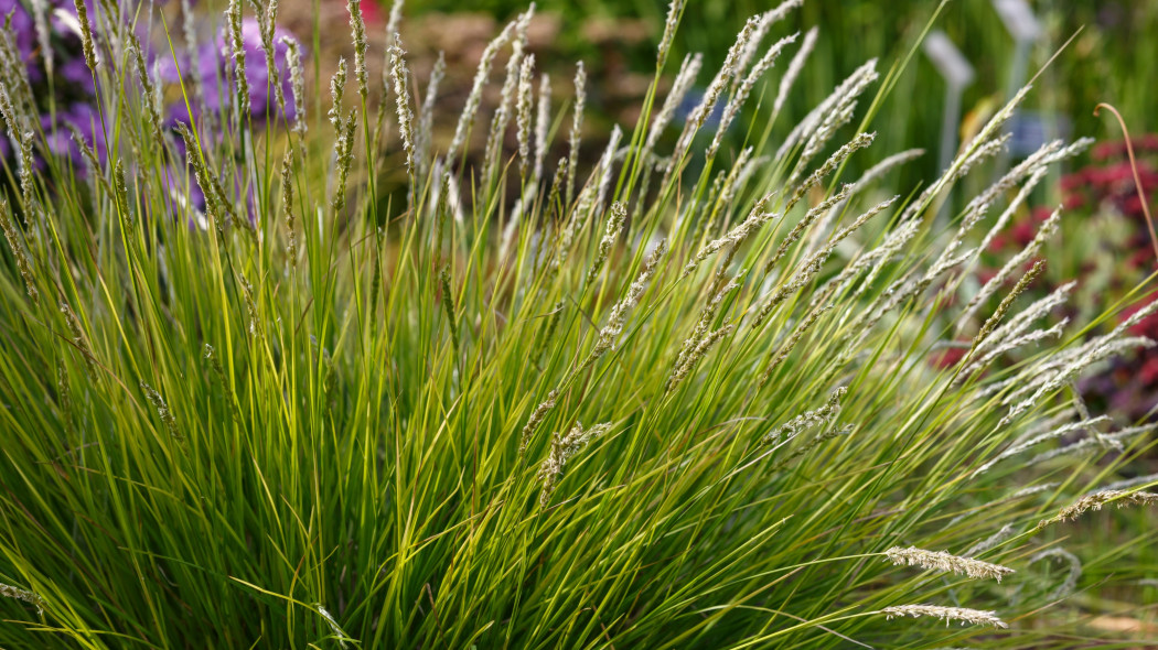 Sesleria jesienna (Sesleria autumnalis)