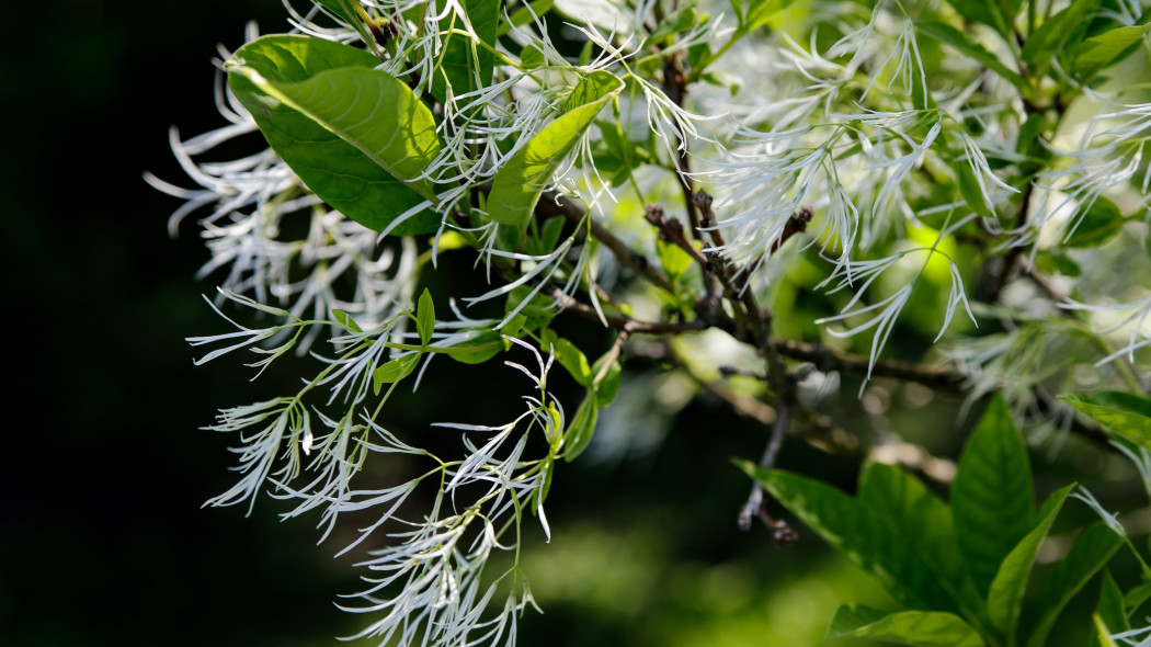 Śniegowiec wirginijski (Chionanthus virginicus)