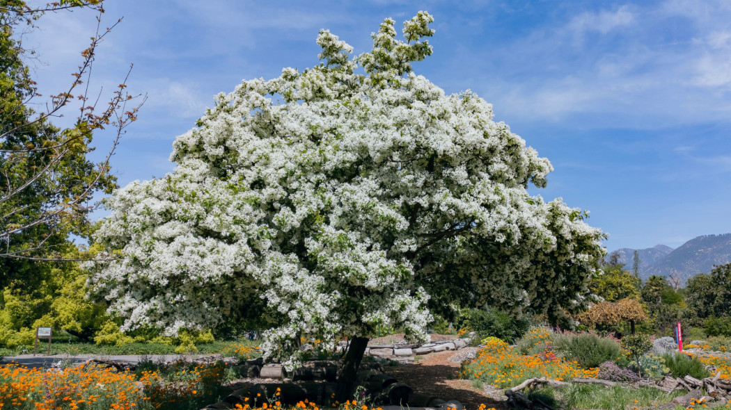 Śniegowiec wirginijski (Chionanthus virginicus)