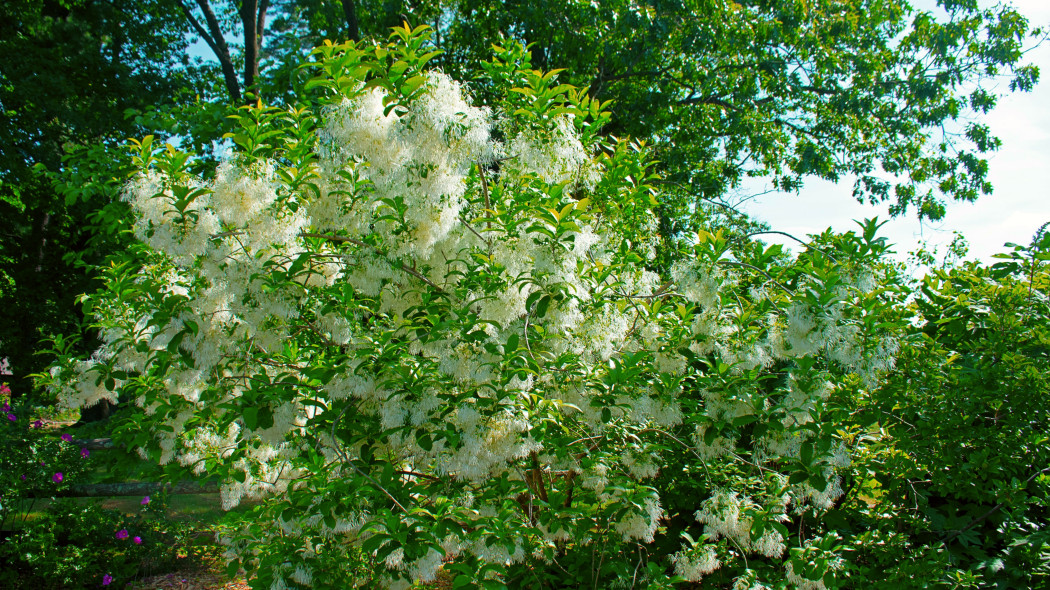 Śniegowiec wirginijski (Chionanthus virginicus)