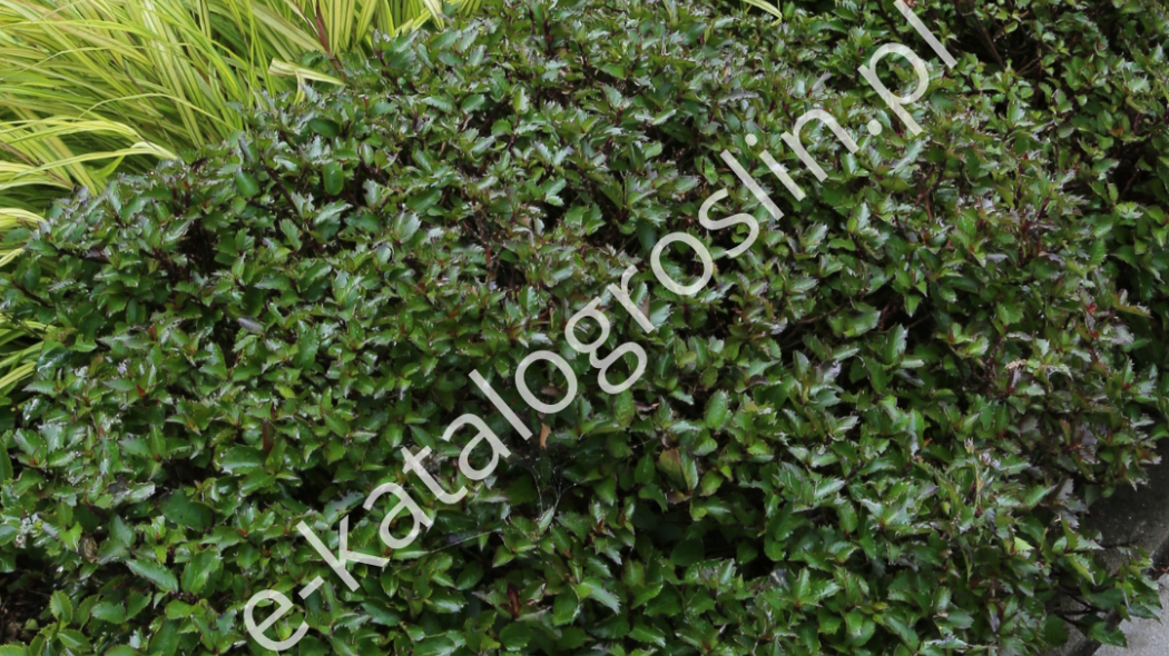 Ostrokrzew Meservy (Ilex meserveae) LITTLE RASCAL 'Mondo'