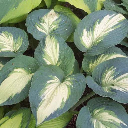 Funkia / Hosta 'Hudson Bay'
