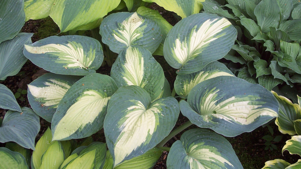 Funkia (Hosta) SHADOWLAND Hudson Bay