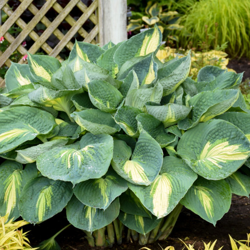 Funkia / Hosta 'Hudson Bay'