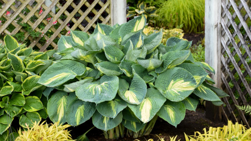 Funkia / Hosta 'Hudson Bay'