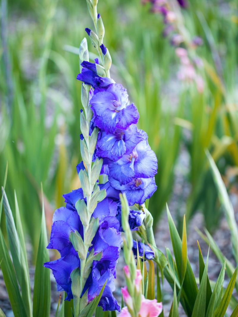 Mieczyk (Gladiolus) na Rok Drewnianego Węża