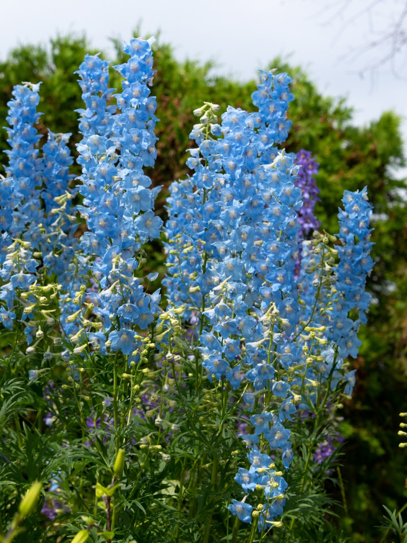 Ostróżka (Delphinium) na Rok Drewnianego Węża