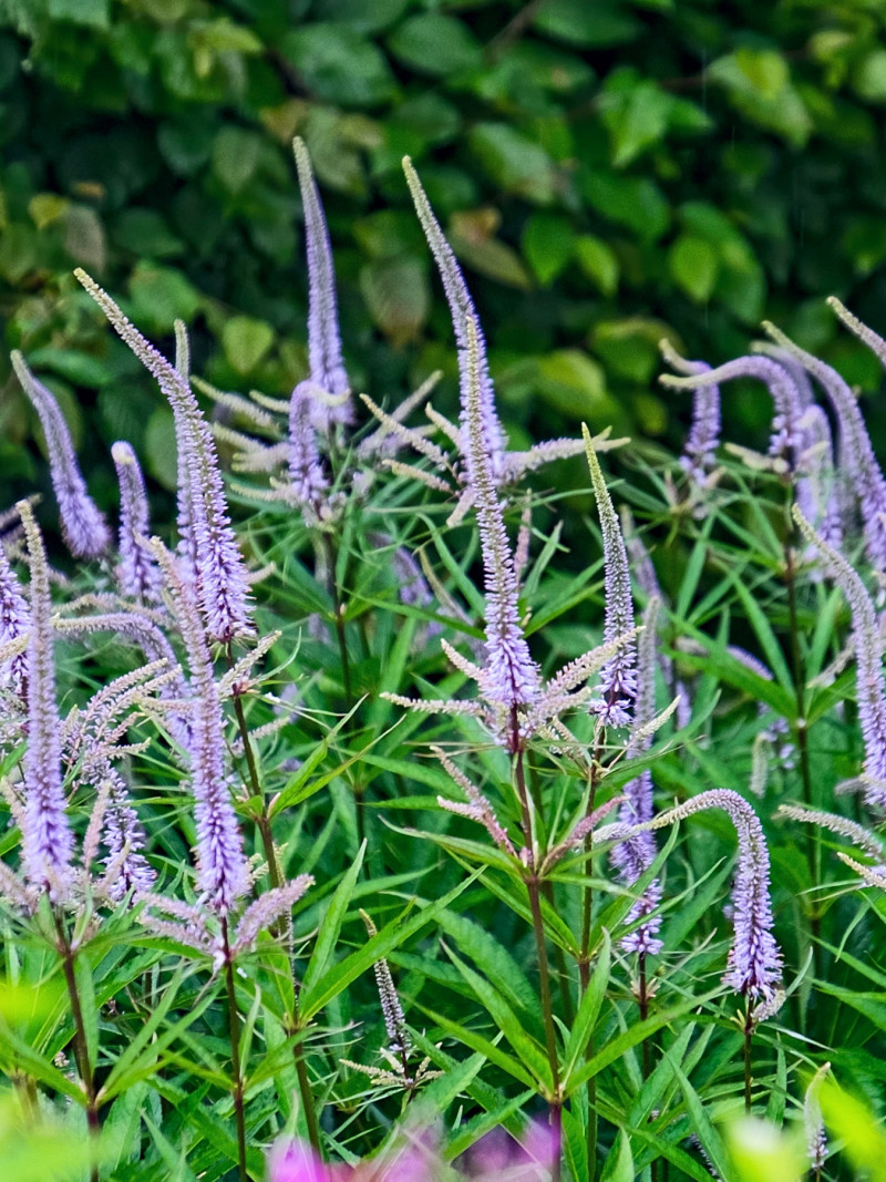 Przetacznikowiec wirginijski (Veronicastrum virginicum) na Rok Drewnianego Węża