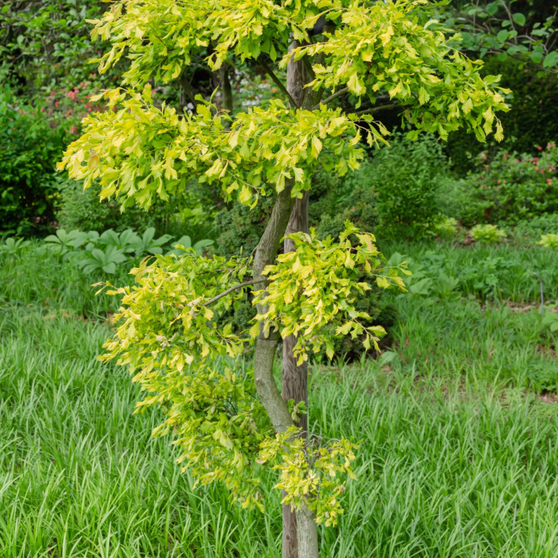 Wiąz (Ulmus xviminalis) 'Aurea'