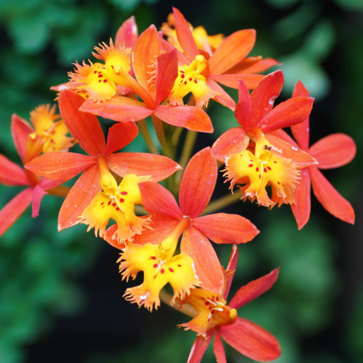 Storczyk Epidendrum