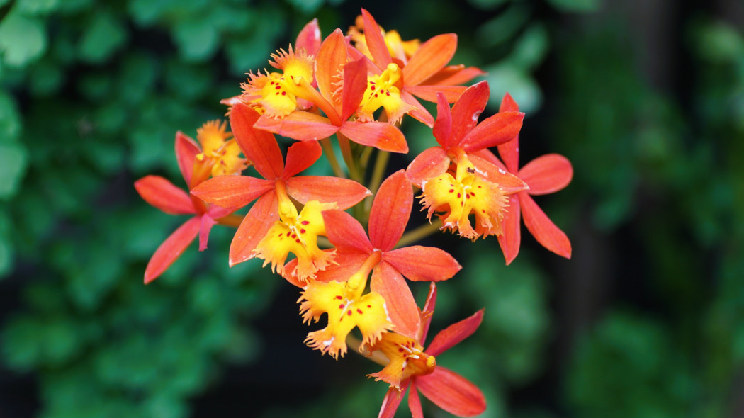 Storczyk orchidea Epidendrum radicans