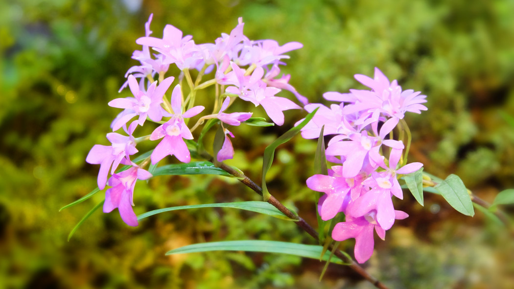 Storczyk orchidea Epidendrum centropetalum