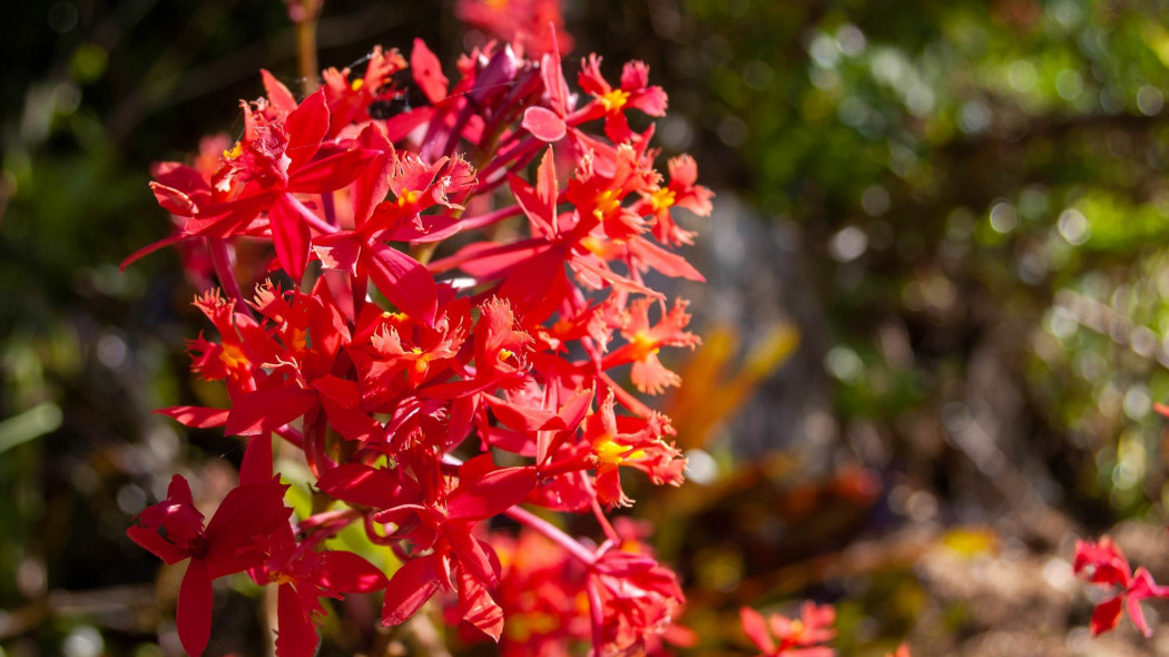 Storczyk orchidea Epidendrum ibaguense 