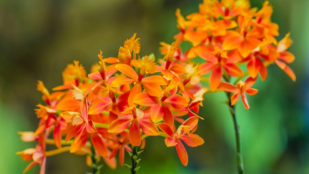 Storczyk orchidea Epidendrum centropetalum