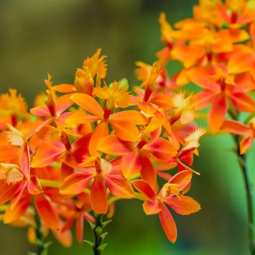 Storczyk Epidendrum