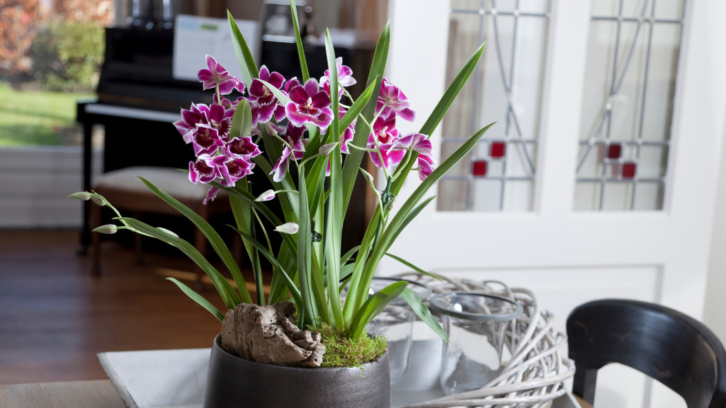 Storczyk Miltonia: orchidea bratkowa