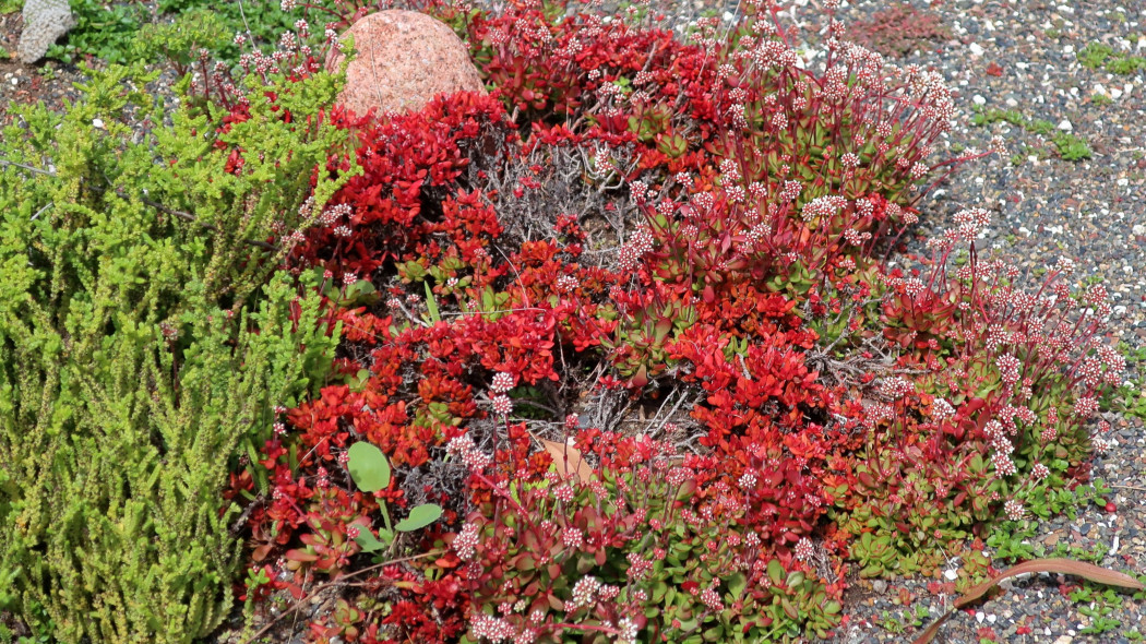 Grubosz Radicans w ogrodach San Diego