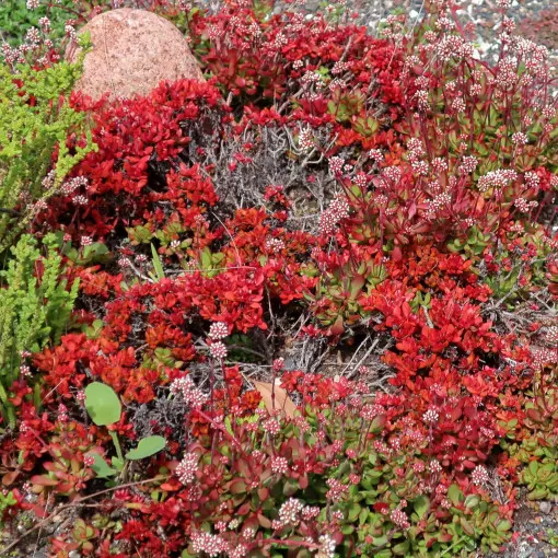Grubosz Radicans