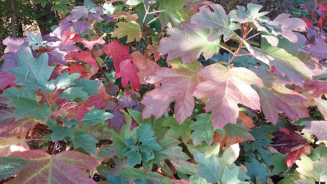 Hortensja dębolistna (Hydrangea quercifolia)