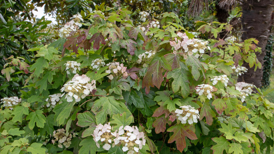 Hortensja dębolistna (Hydrangea quercifolia)