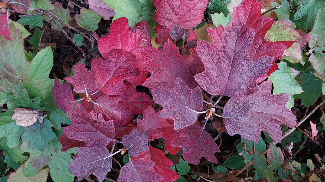 Hortensja dębolistna (Hydrangea quercifolia)