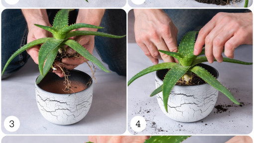 Przesadzanie aloesu. Jak to robić krok po kroku? 