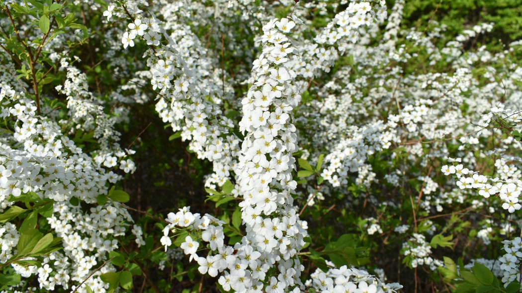 Tawuła śliwolistna (Spiraea prunifolia)