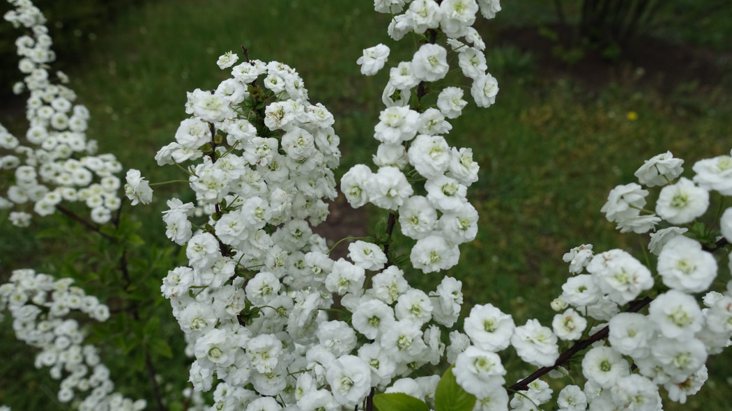 Tawuła śliwolistna (Spiraea prunifolia) - odmiana Plena