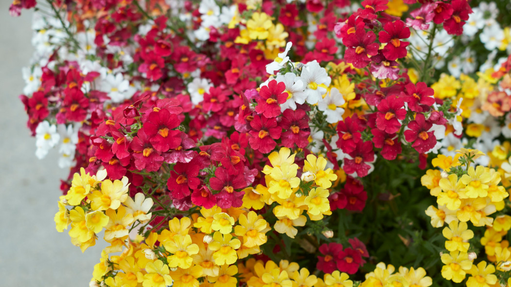 Nemezja powabna (Nemesia strumosa)