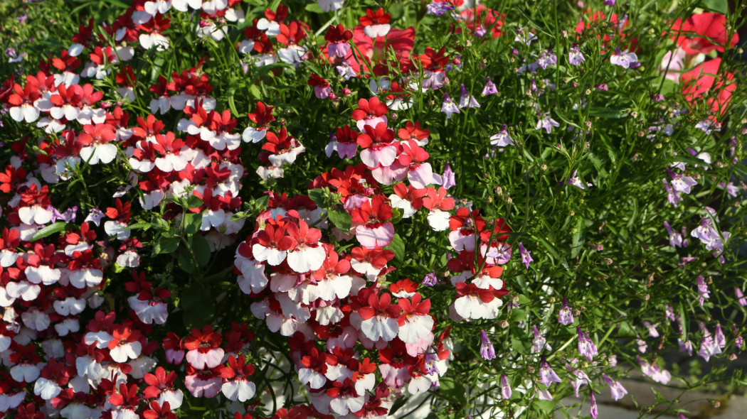 Nemezja powabna (Nemesia strumosa)