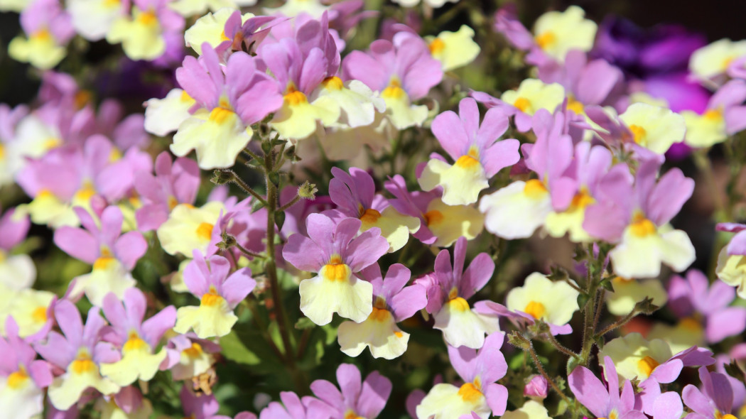 Nemezja powabna (Nemesia strumosa)