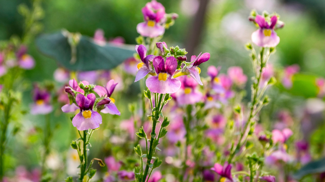 Nemezja powabna (Nemesia strumosa)