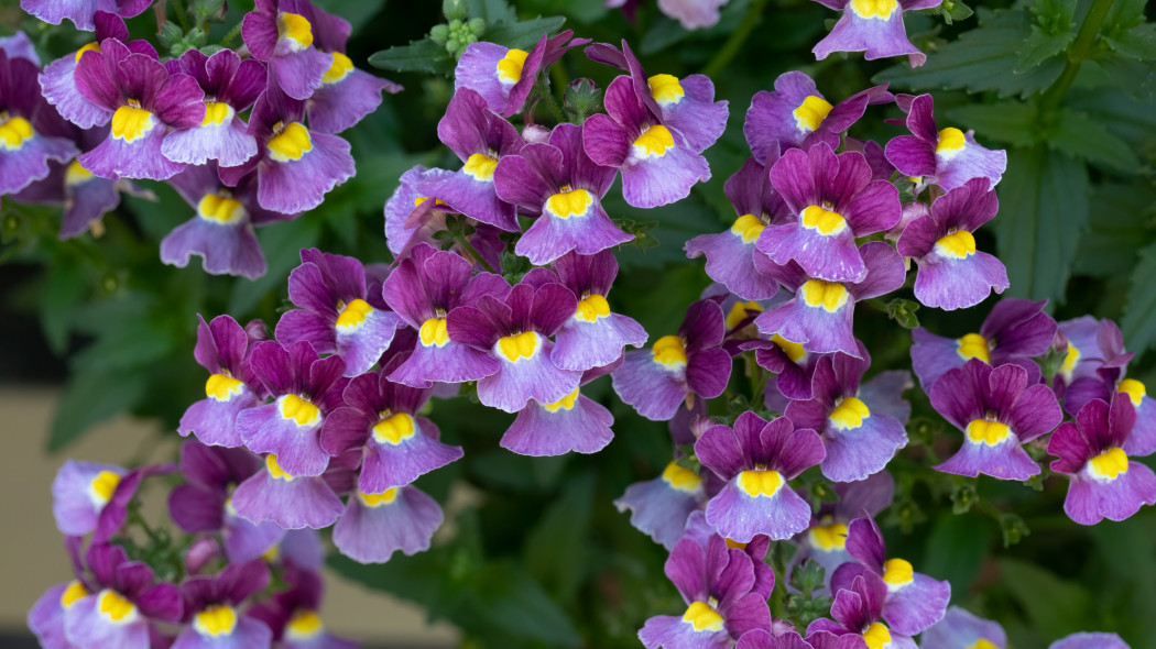 Nemezja powabna (Nemesia strumosa)