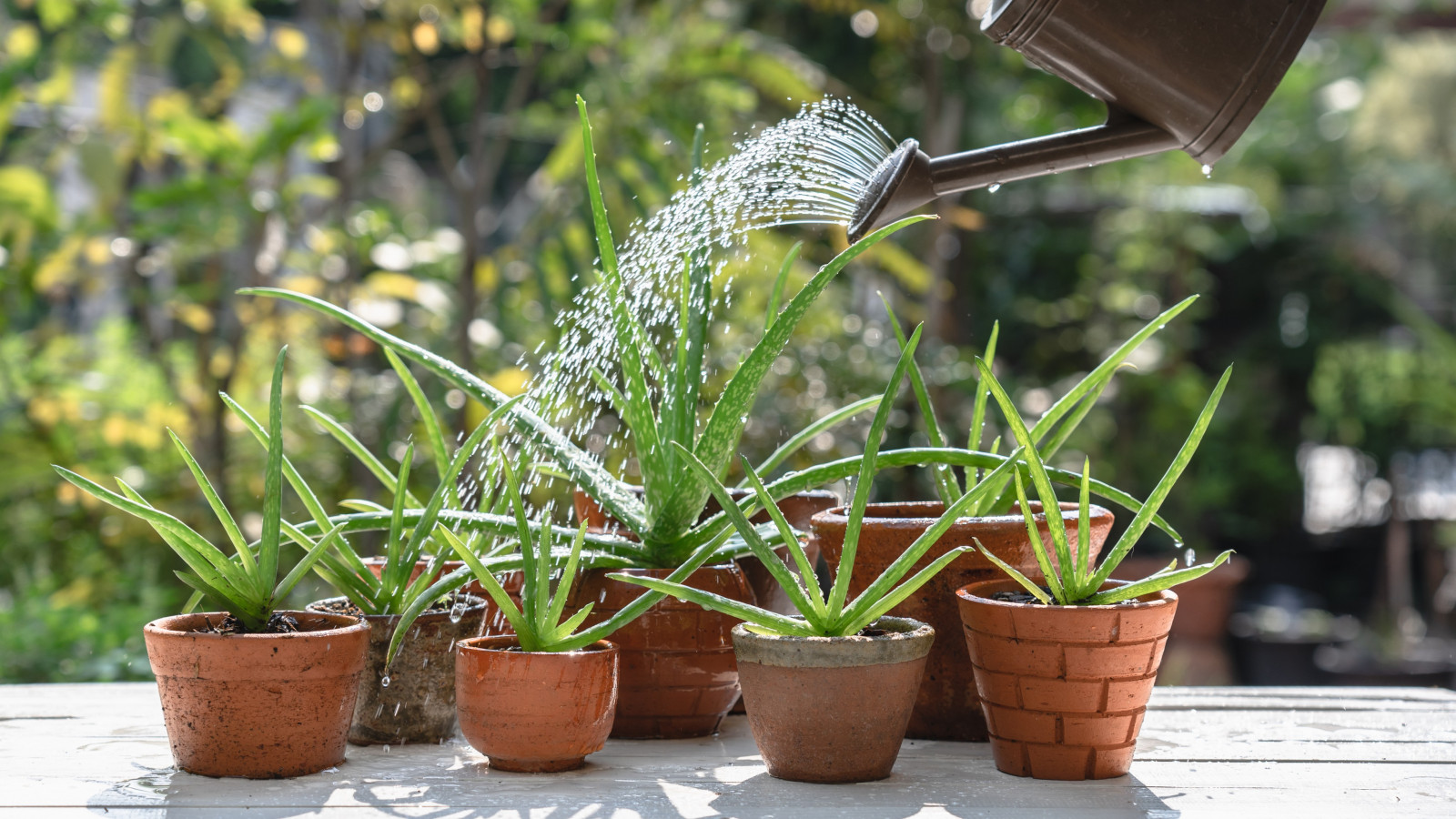 aloe vera seife fuerteventura Naturseife: Aloe Vera – Sheifu main image 1